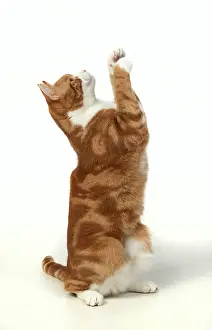 Waving: CAT. ginger & white, sitting with paws up, studio