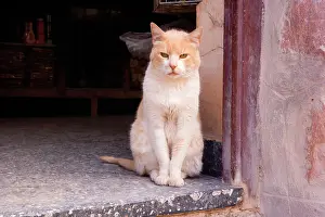 Stray: Cat - Ginger & White stray cat sits in an open door