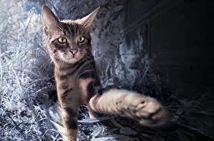 Giving: Cat giving a paw