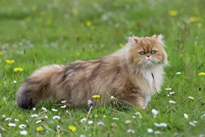 Shaded: Cat