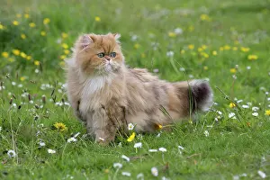 Shaded: Cat