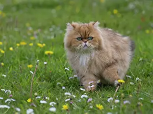 Shaded: Cat