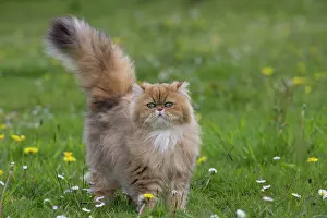Waving: Cat