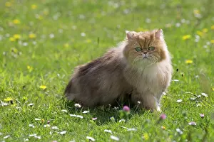 Shaded: Cat