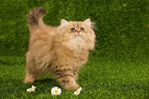 Perisans: Cat - Golden shaded persian kitten