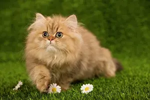 Perisans: Cat - Golden shaded persian kitten