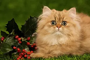 Perisans: Cat - Golden shaded persian kitten