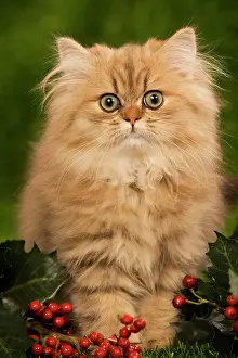 Perisans: Cat - Golden shaded persian kitten