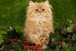 Perisans: Cat - Golden shaded persian kitten