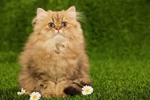 Perisans: Cat - Golden shaded persian kitten