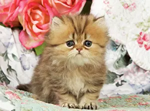 Worried: Cat - Golden shaded Persian kitten