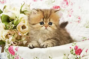 Worried: Cat - Golden shaded Persian kitten in basket