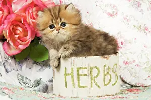 Worried: Cat - Golden shaded Persian kitten in pot