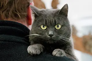 Mans: Cat - grey cat looking over mans shoulder