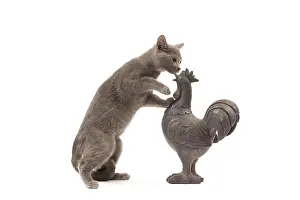 Investigating: Cat - grey cat in studio investigating garden ornament