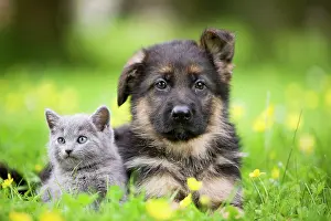 Cat - grey Chartreux kitten in garden with puppy