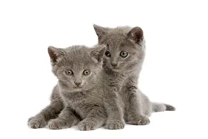 Worried: Cat - two grey Chartreux kittens in studio