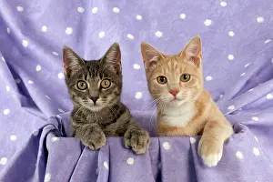 Occasion: CAT - Grey and ginger tabby cats sitting together
