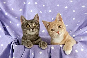 Occasion: CAT - Grey and ginger tabby cats sitting together