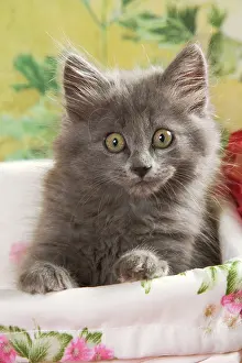 Worried: Cat - grey kitten