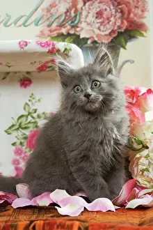 Worried: Cat - grey kitten