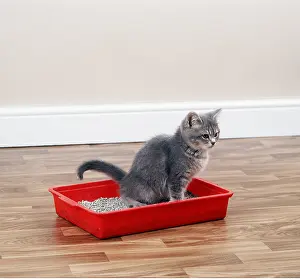Tray: CAT - grey kitten using litter tray