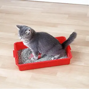 Tray: CAT - grey kitten using litter tray