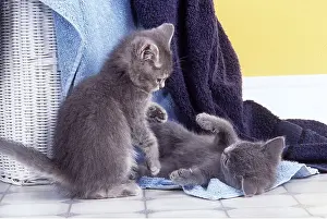 Dominance: CAT - grey kittens play fighting