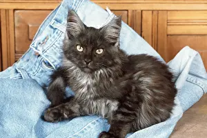 Coon: CAT - GREY MAINE COON CAT LYING ON JEANS
