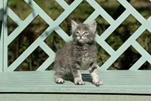 Benches: CAT. grey / silver tabby kitten, 7 weeks old