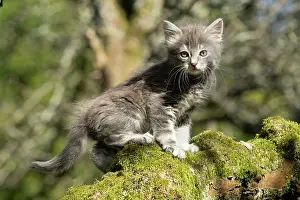 040420: CAT. grey / silver tabby kitten, 7 weeks old