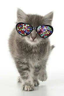 260420: CAT. grey / silver tabby kitten wearing heart