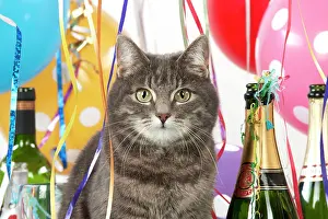 Congratulations: Cat - Grey Tabby