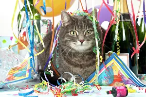 Congratulations: Cat - Grey Tabby