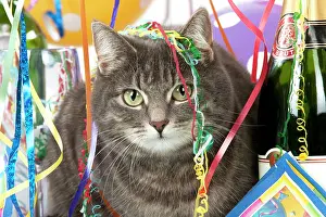 Congratulations: Cat - Grey Tabby