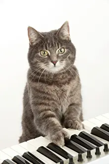 Instruments: Cat - Grey Tabby