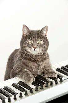 Instruments: Cat - Grey Tabby