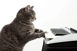 Instruments: Cat - Grey Tabby