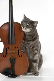 Instruments: Cat Grey Tabby