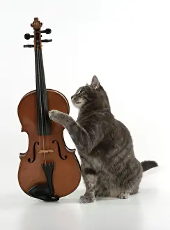 Instruments: Cat Grey Tabby