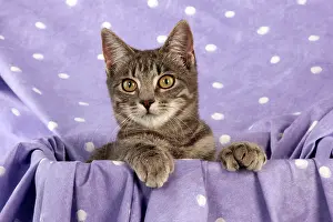 Occasion: CAT - Grey tabby cat