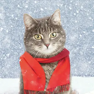 Scarves: CAT - Grey tabby Cat