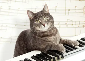 Instruments: CAT - Grey tabby cat