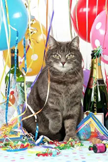 Congratulations: CAT - Grey tabby cat in a party set