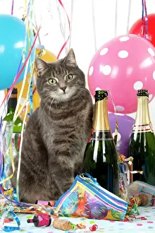 Congratulations: CAT - Grey tabby cat in a party set