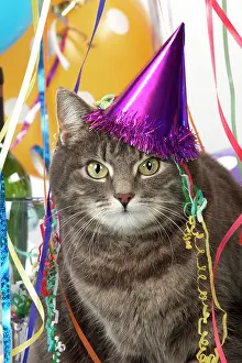 Congratulations: CAT - Grey tabby cat in a party set with hat