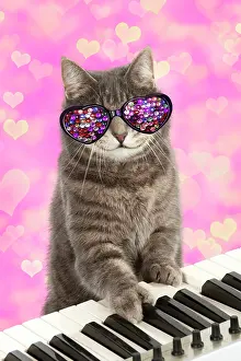 Instruments: CAT - Grey tabby cat at a piano keyboard wearing heart shape