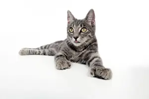 Abnormalities: CAT - Grey tabby cat showing foot with extra toe (six)
