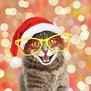 Comedy: CAT, Grey tabby cat wearing Christmas hat and comedy
