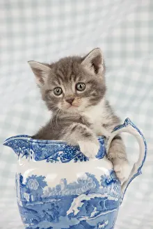 Jugs: Cat - Grey Tabby kitten sitting in china jug
